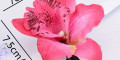 Снимка номер 4 за Шнолка-щипка Орхидея