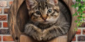 Снимка номер 1 за Декорация за стена с котка