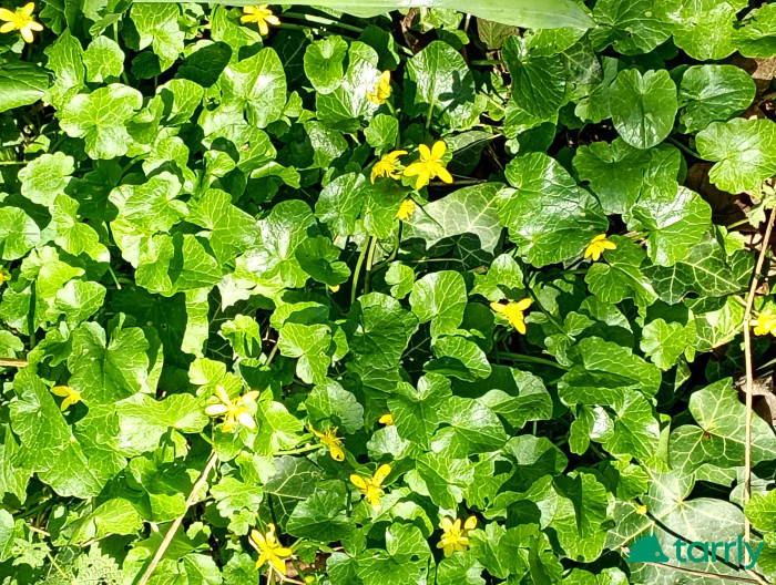 Снимка номер 1 за Жълтурче лютиче