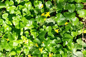 Снимка номер 1 за Жълтурче лютиче